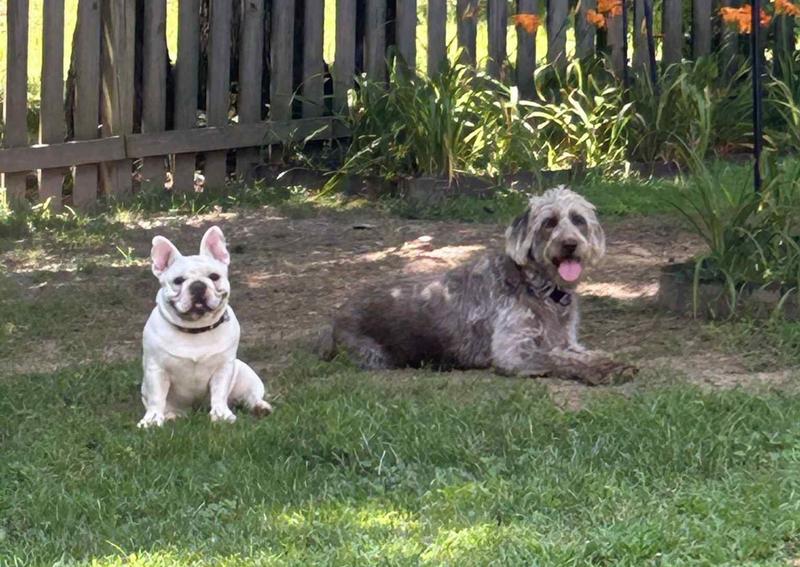Carousel Slide 25: Frankie and Hershey