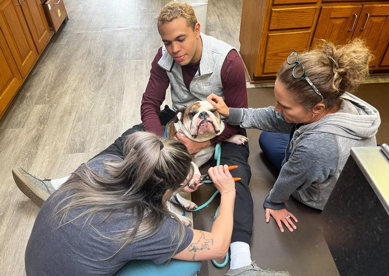 Carousel Slide 6: Bulldog getting a nail Trim at Tritt Animal Hospital