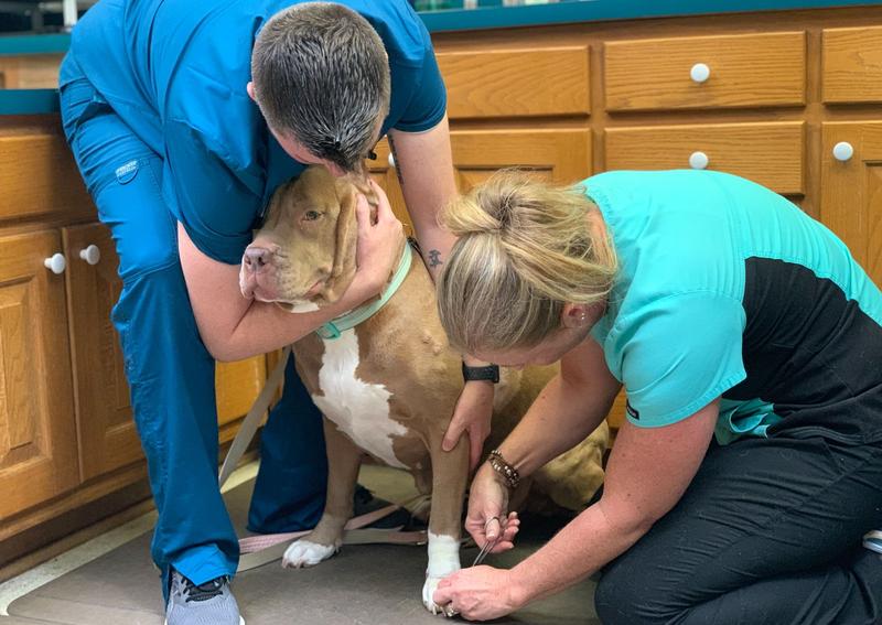 Carousel Slide 21: Sweet Ramsey getting her sutures removed with a little love hug